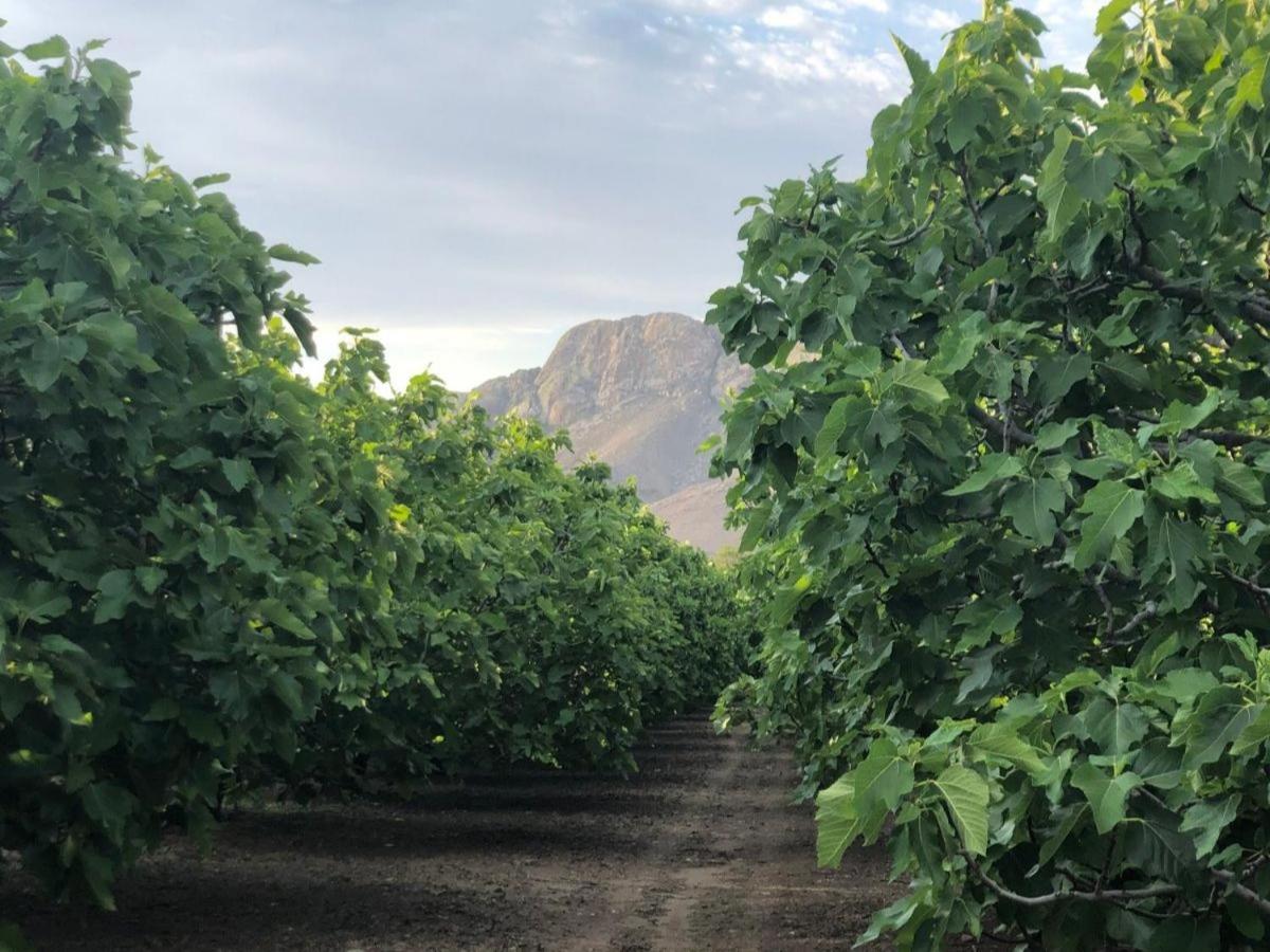 Weltevrede Fig Farm 10/13