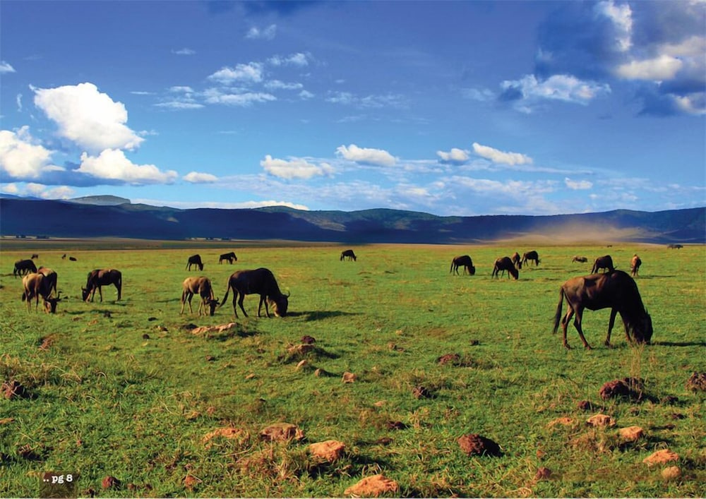 Kilemakyaro Mountain Lodge 34/50