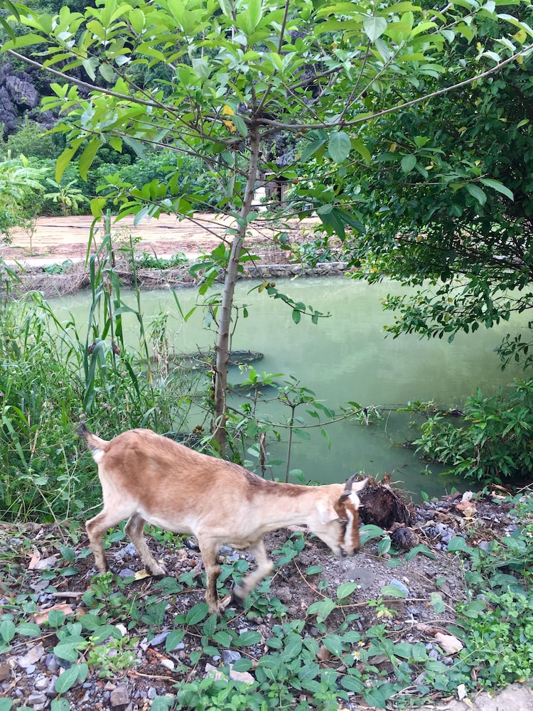 An Ngoc Tam Coc Bungalow 35/54