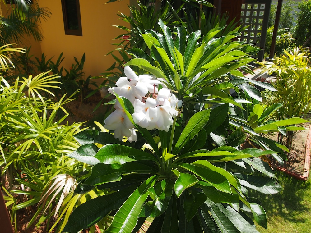 At Bangsak Resort 18/32