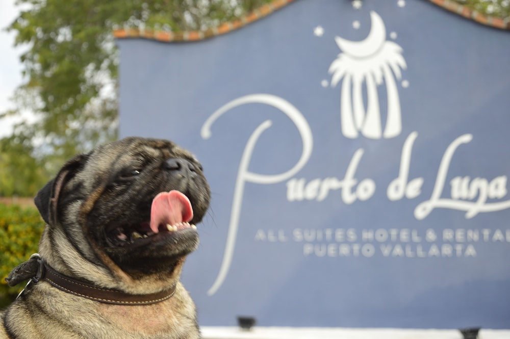 Puerto de Luna All套房酒店(Puerto de Luna All Suites Hotel) 图片4