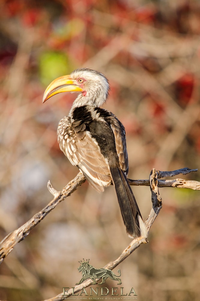 Elandela Private Game Reserve And Luxury Lodge 15/50