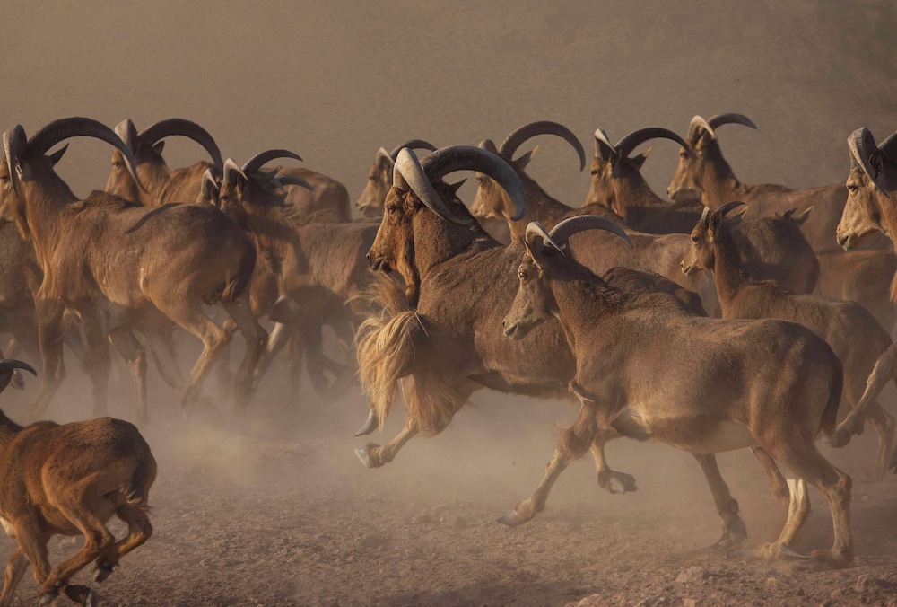 Anantara Sir Bani Yas Island Al Yamm Villa Resort 42/49