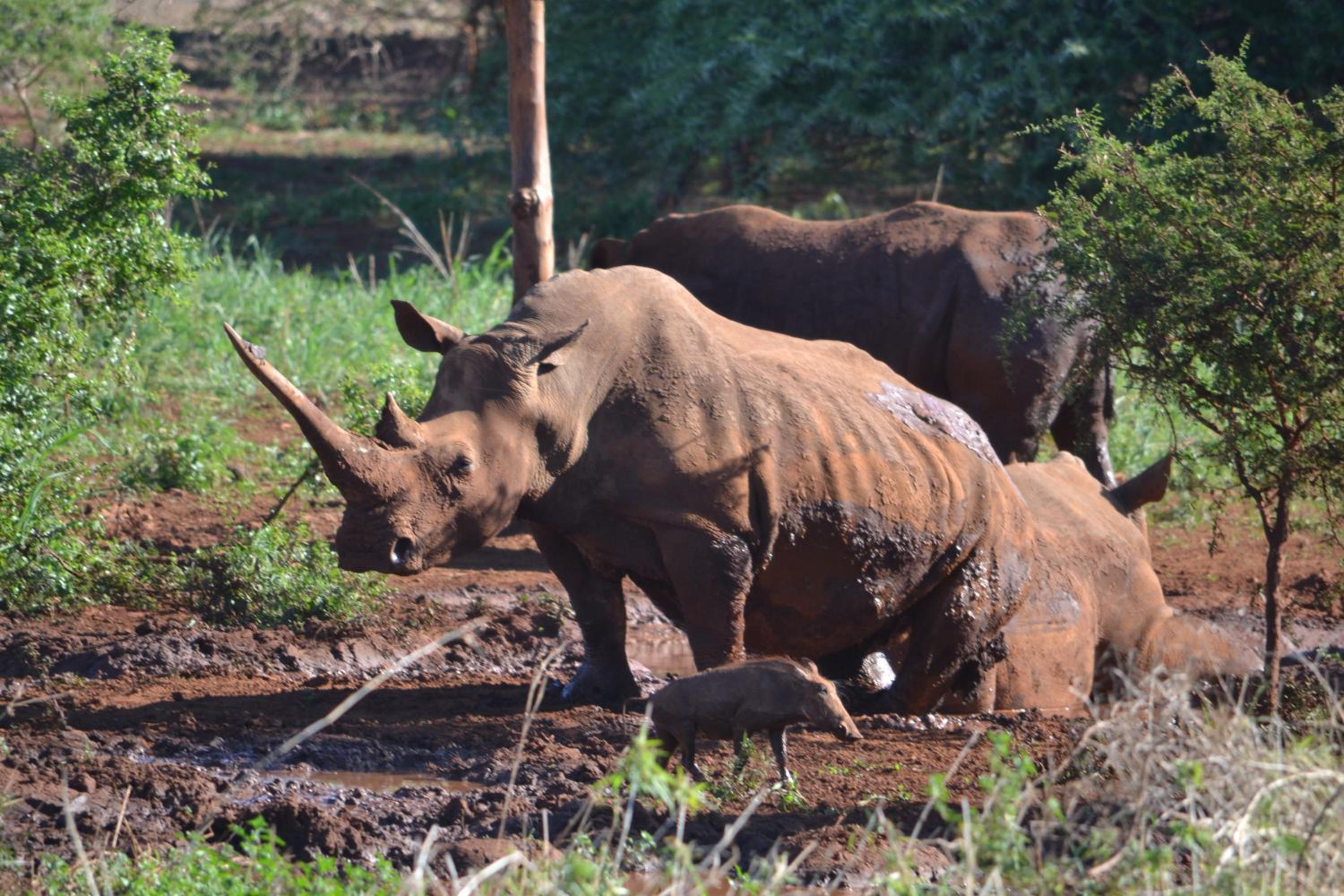 White Elephant Safari Lodge 16/21