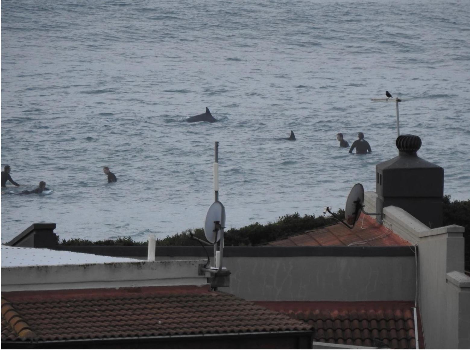 SurfStar at Mimosa 40/50