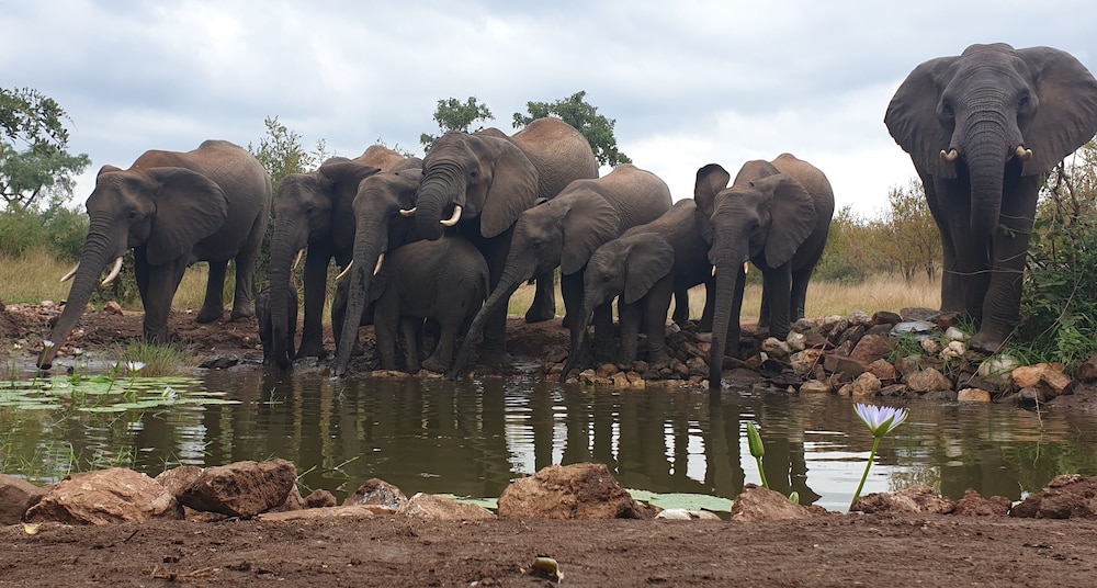 Antares Bush Camp & Safaris 35/50