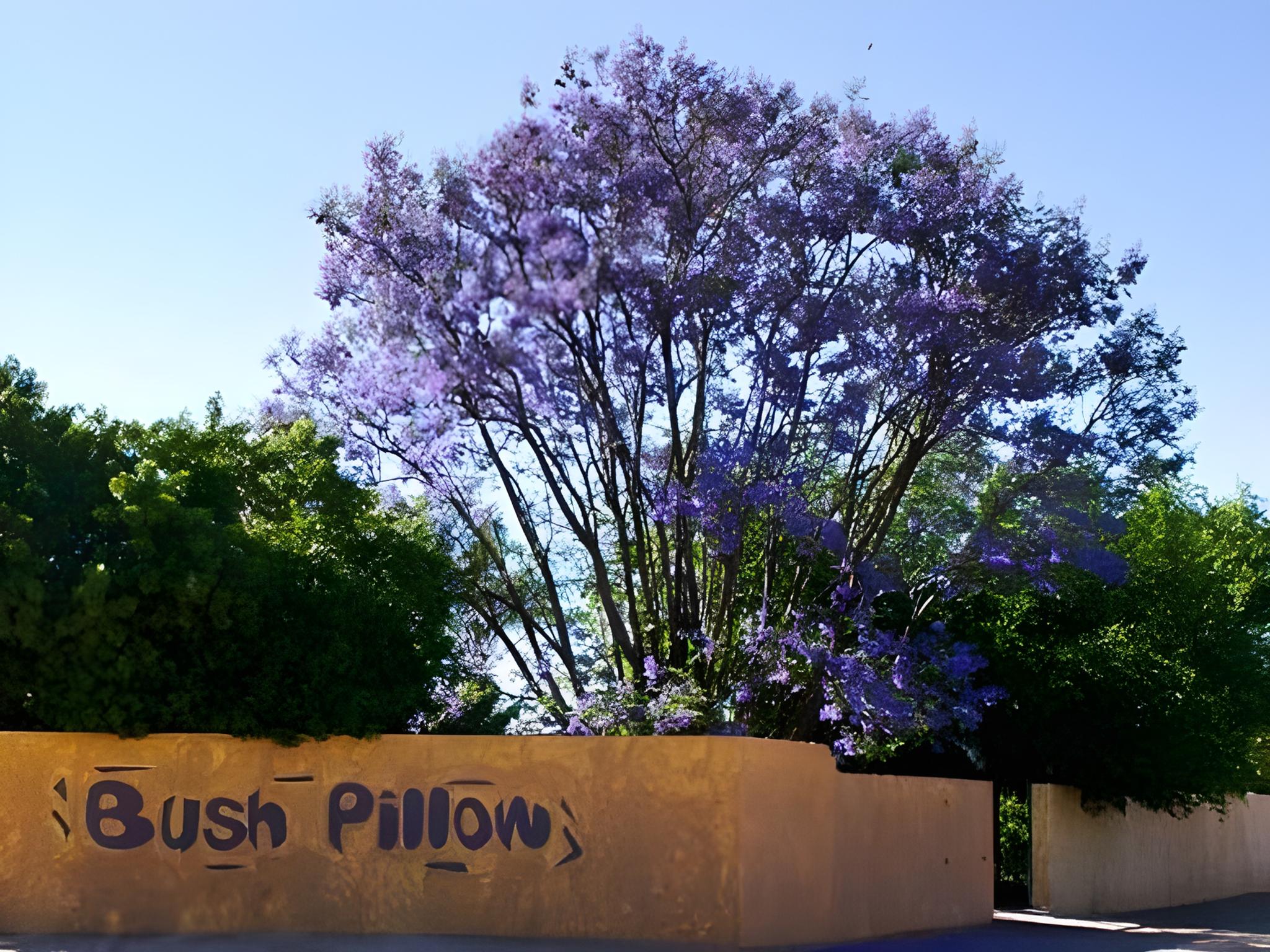 Bush Pillow Guest House 2/6