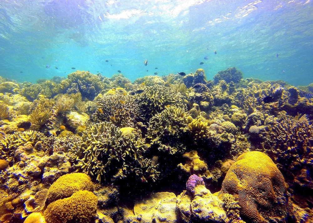 Scuba Tiger Semporna Holiday Resort 39/50