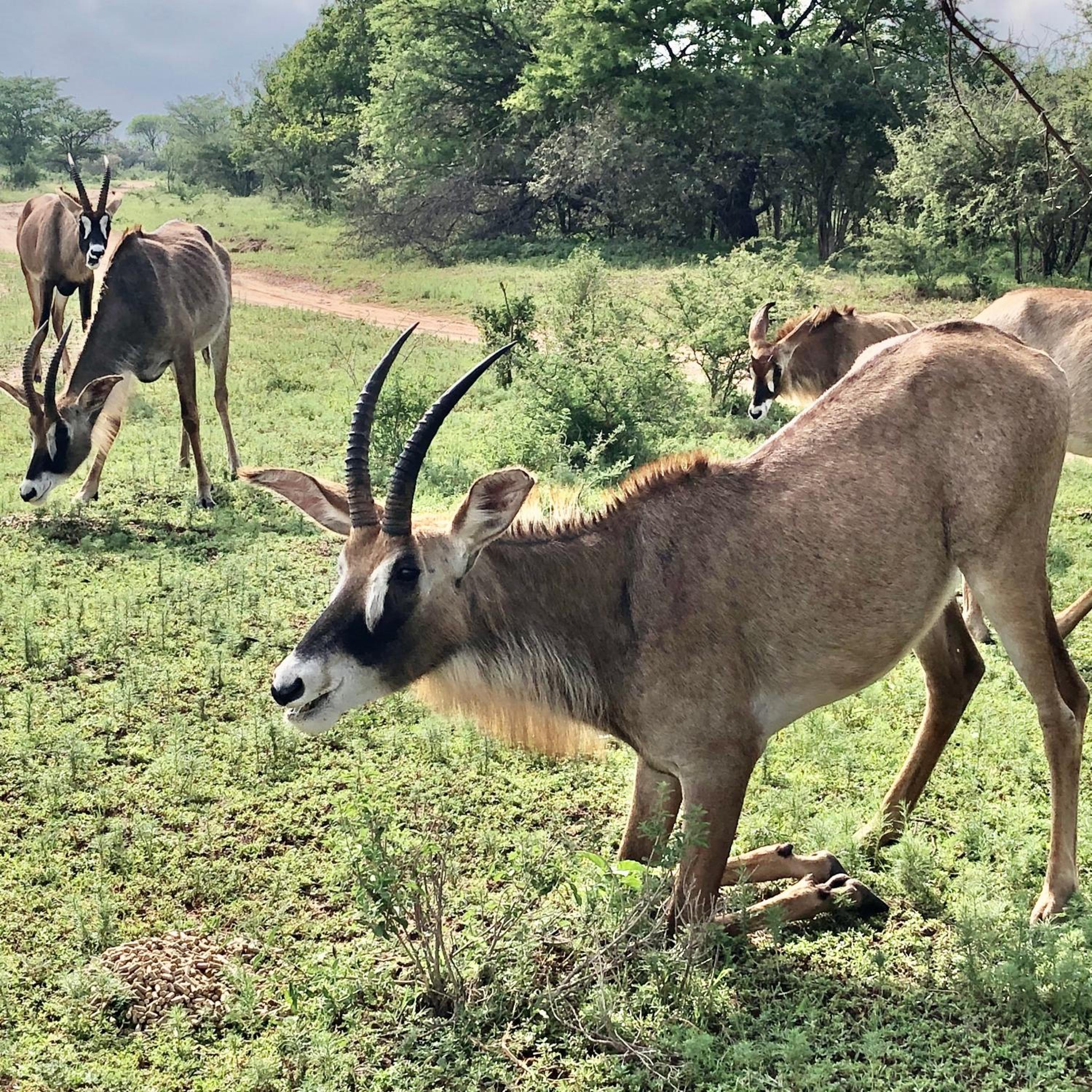 Bushwa Private Game Lodge 39/50