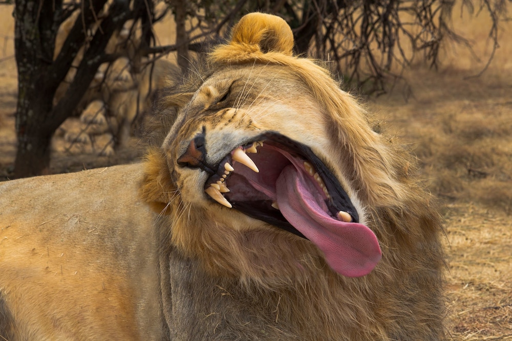 Boskoppie Lion And Tiger Reserve 17/32