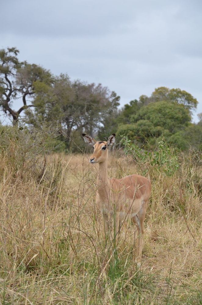 The Baobab Bush Lodge 40/50