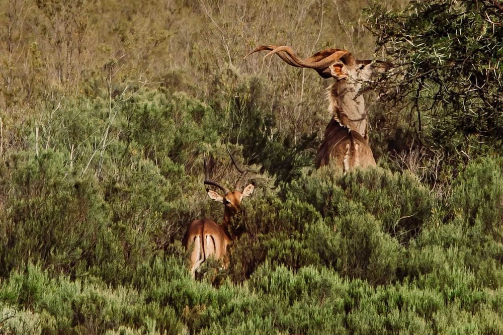 Wildehondekloof Private Game Reserve 59/72