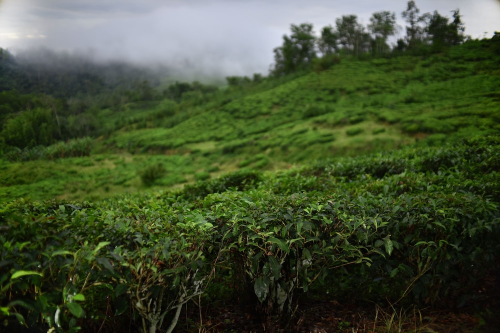 Sabah Tea Garden 61/70