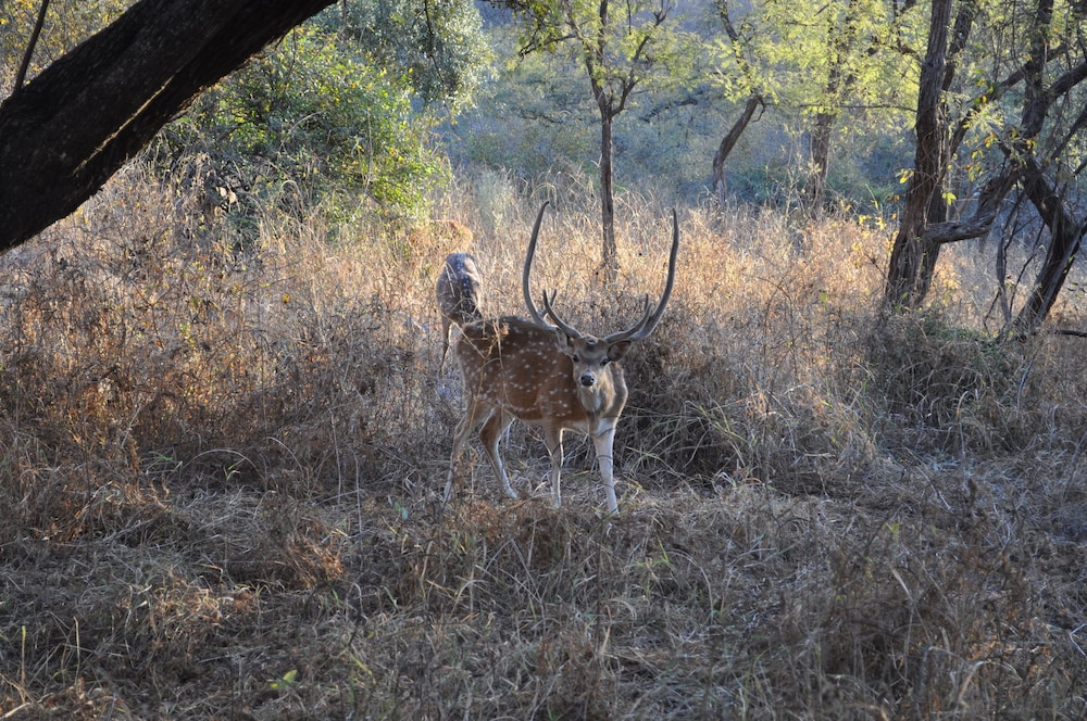 Tree of Life Sariska Manor 51/58