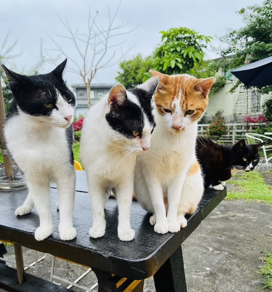 Cat Sky Country Homestay 23/45