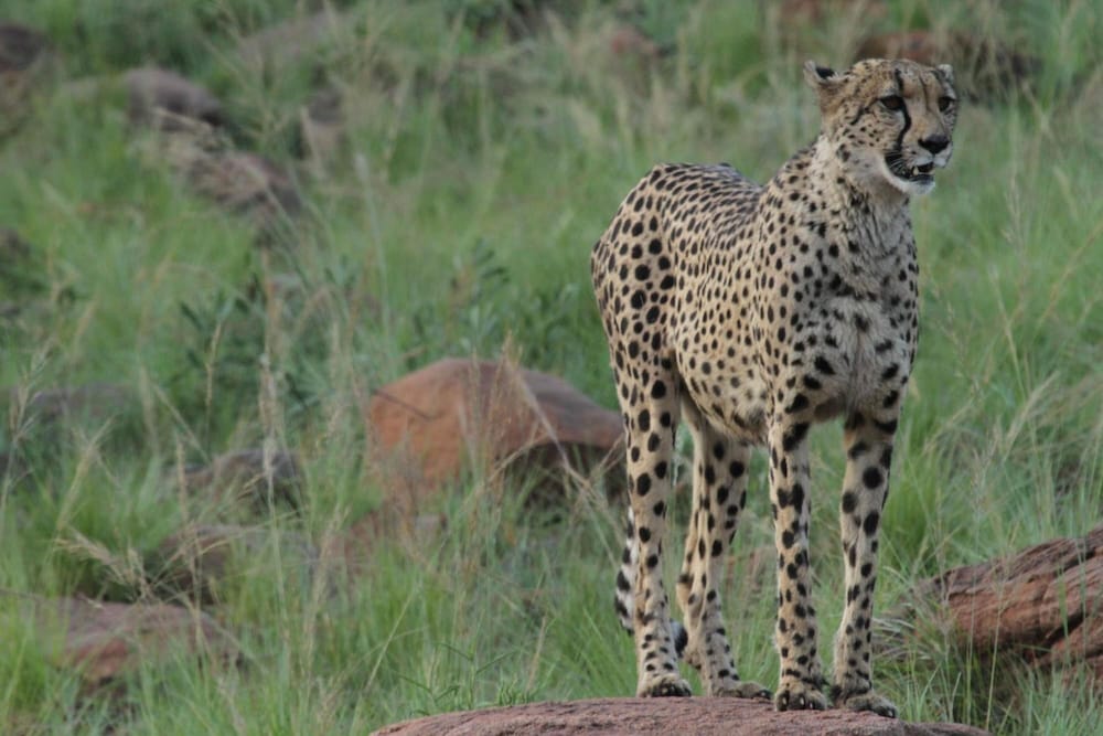 Inzalo Safari Lodge 40/45