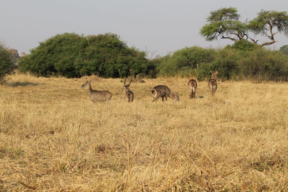 Khwai Tented Camp 34/50