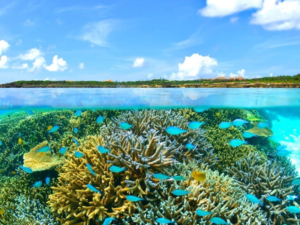 Sea breeze coral 38/53