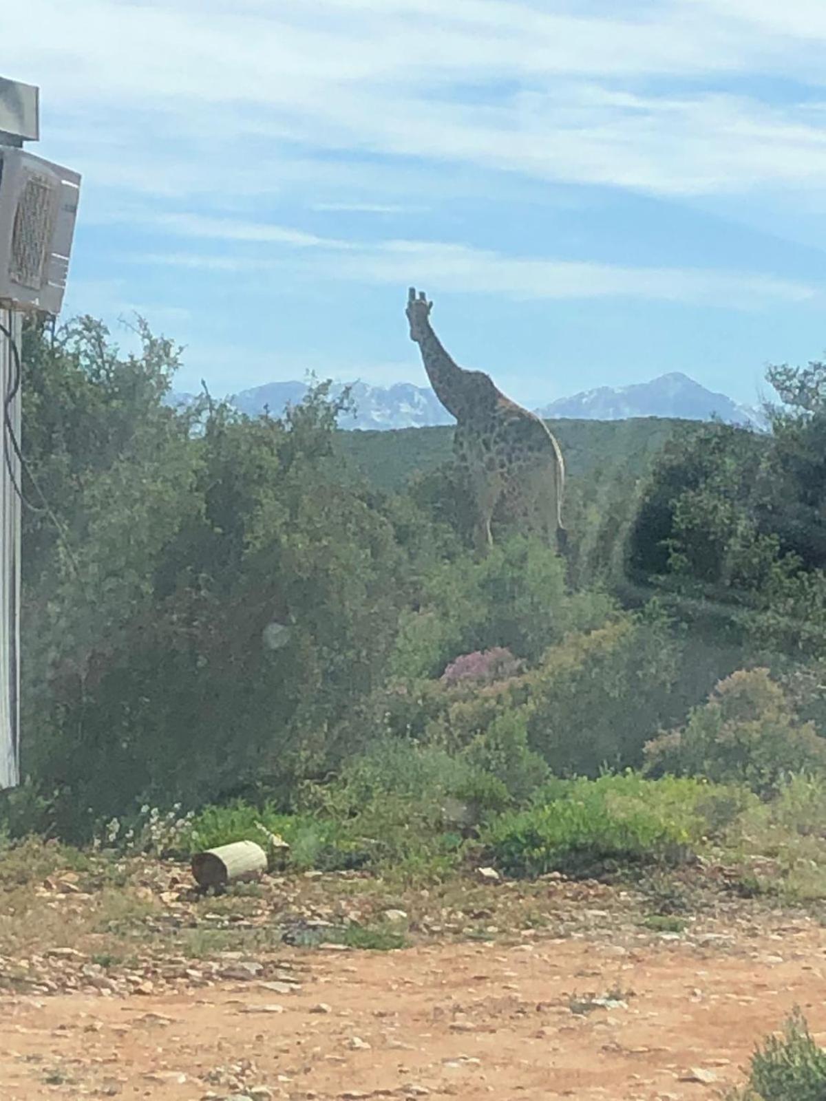 Klein Karoo Game Lodge 46/49