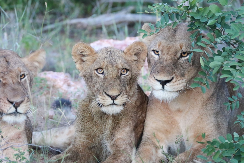 Makumu Private Game Lodge 12/50