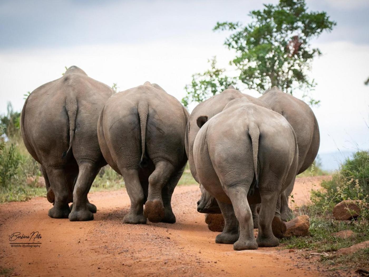Elephants Crossing 36/50