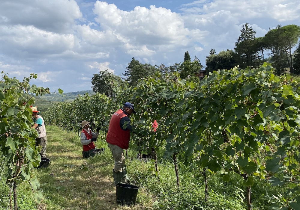 Tenuta Sovestro 29/50