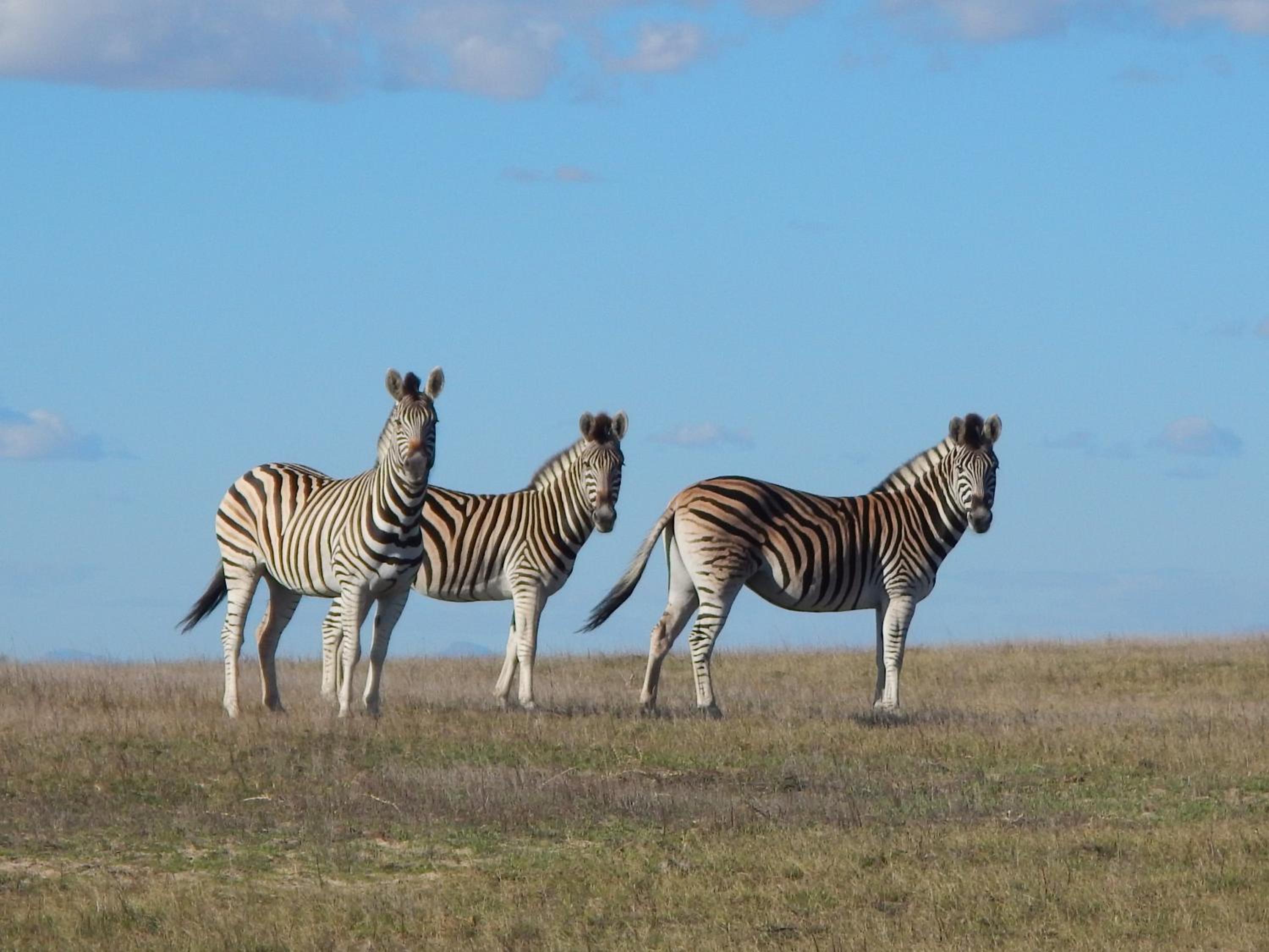 Thali Thali Game Lodge 34/50