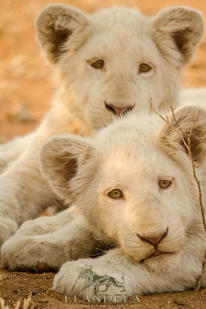 Elandela Private Game Reserve And Luxury Lodge 16/50