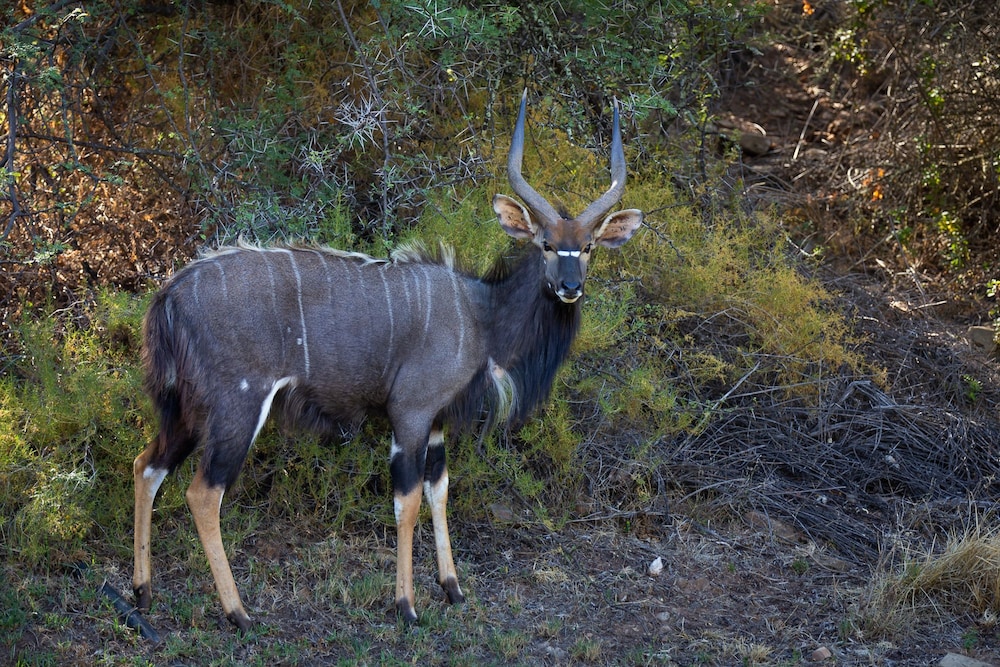 Wildehondekloof Private Game Reserve 65/72