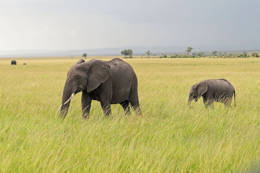 Muthu Keekorok Lodge, Maasai Mara, Narok 66/70