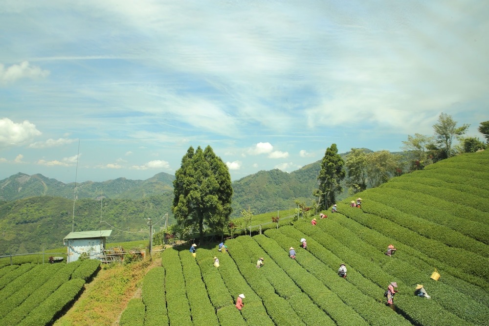 Alishan B&B Yunmingi 42/50