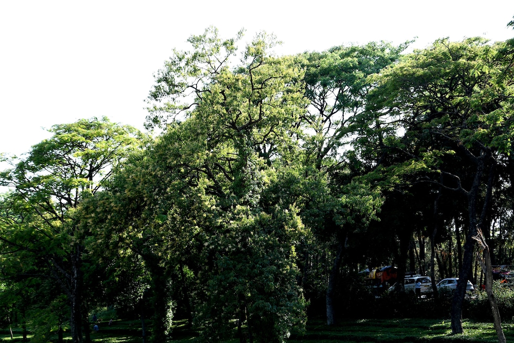 Mastiff Villa Camellia, Palampur 32/37