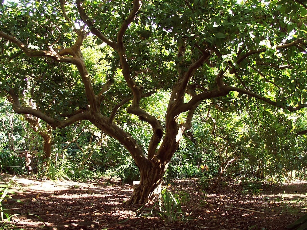 Quinta Das Buganvillas 23/36