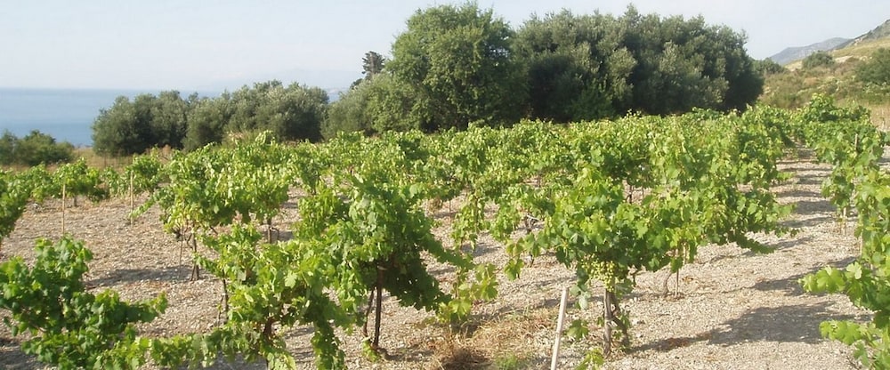 Dionysos Village Resort 40/50