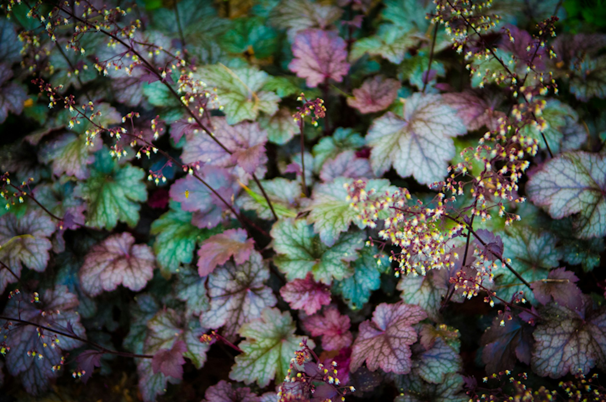 The Fern Lodge 12/41