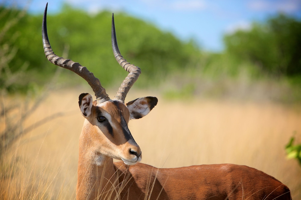 Zwahili Private Game Lodge and Spa 33/42