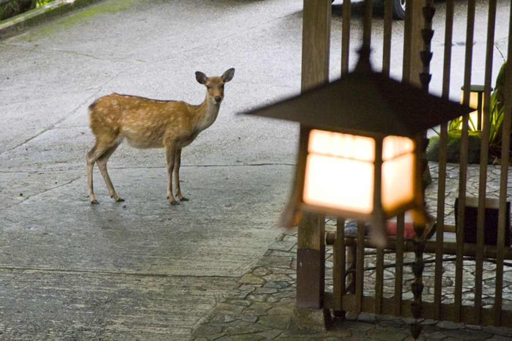 Tsukihitei Ryokan 45/49