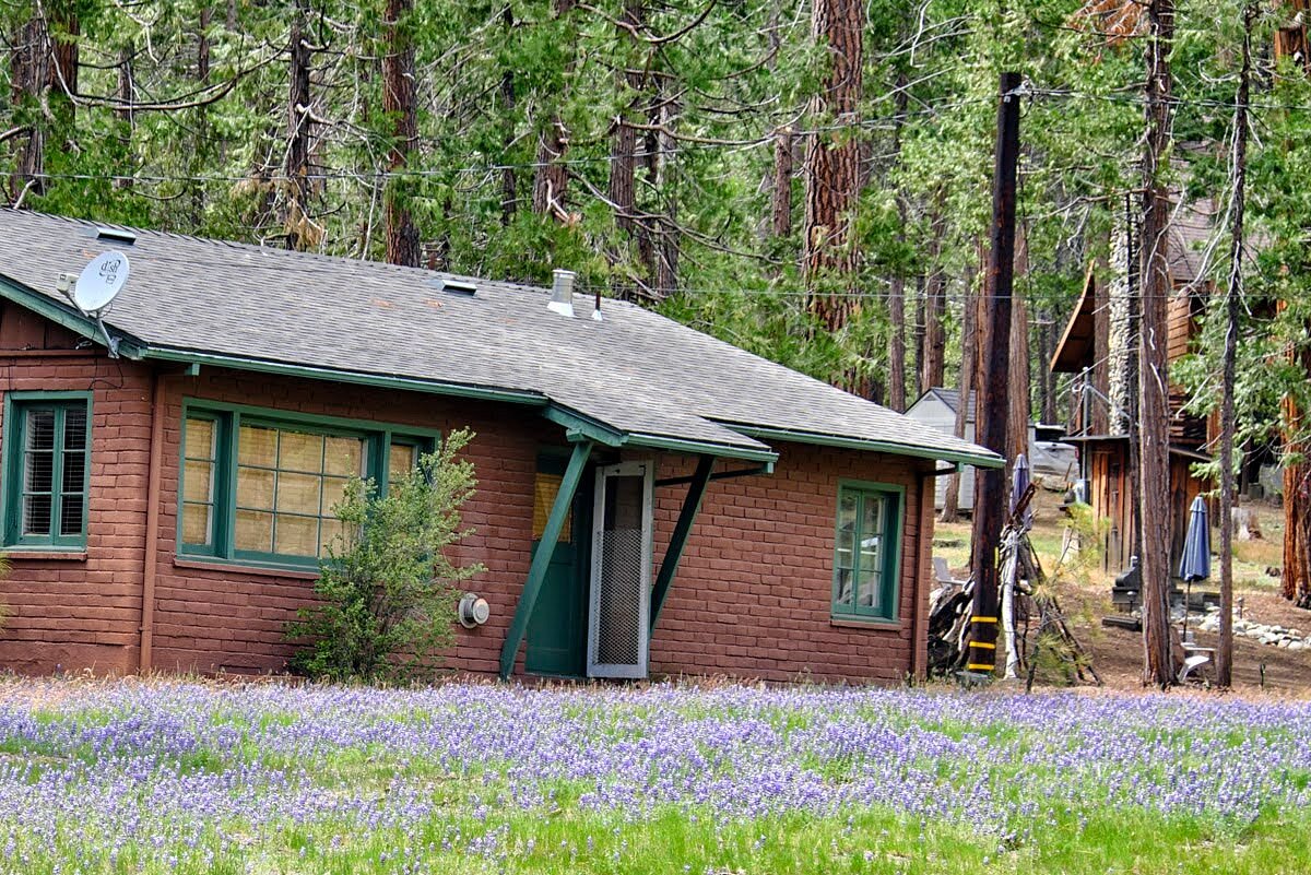 THE REDWOODS IN YOSEMITE 21/21