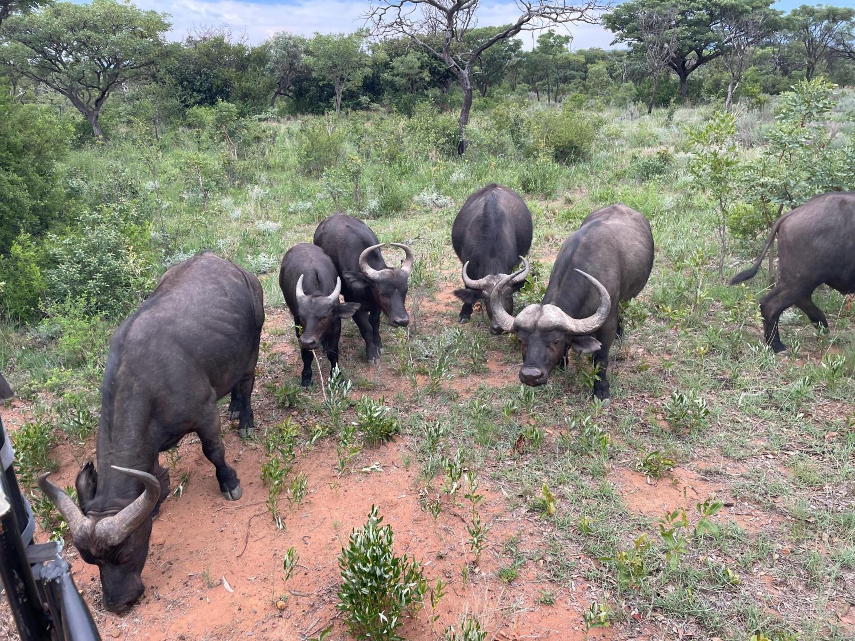 Moletani Game Ranch 32/50