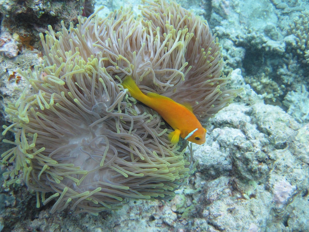 Nika Island Resort & Spa, Maldives 39/67