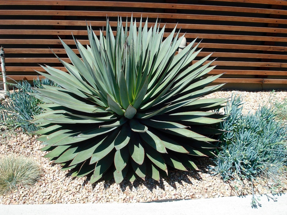 Agave Inn 41/45