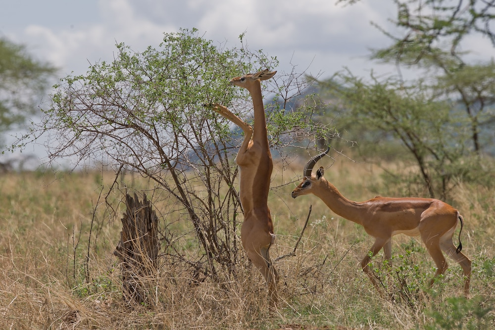 Samburu Sopa Lodge 7/17