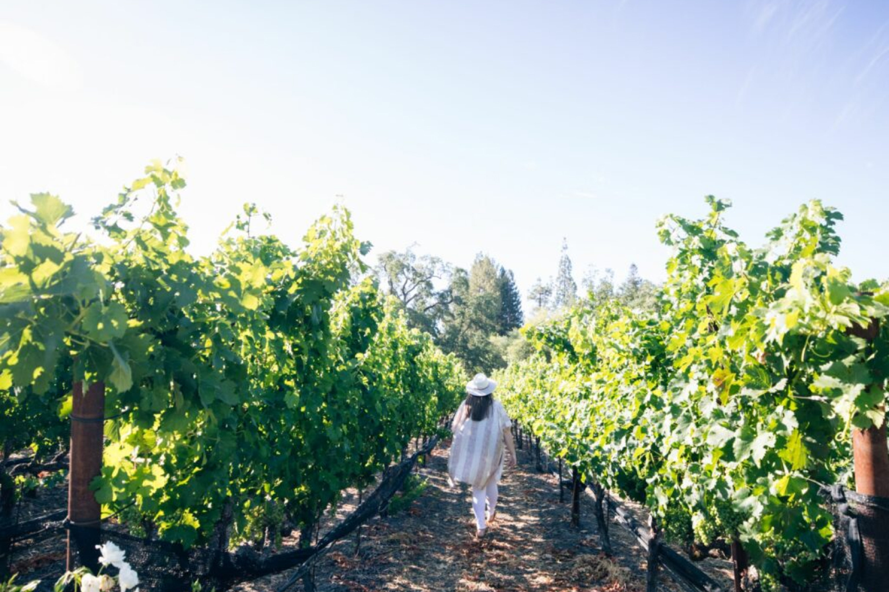The Estate Yountville 44/50