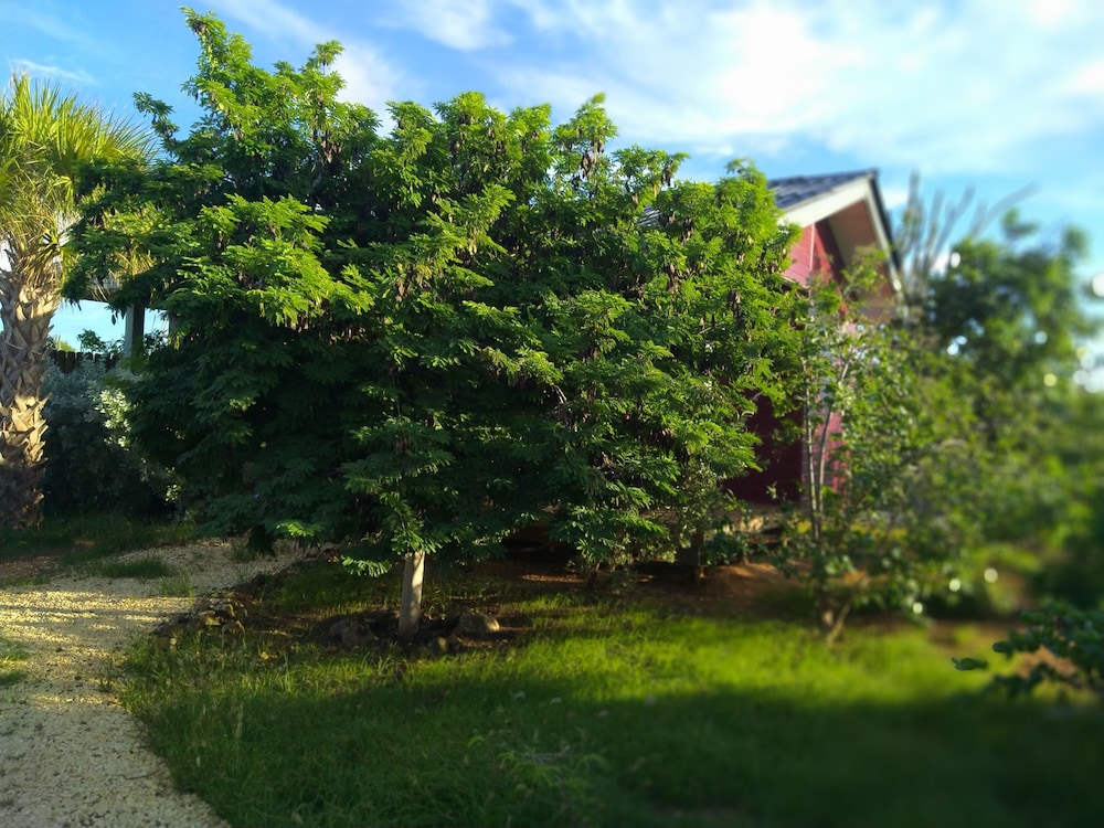 Red Palm Village 34/50
