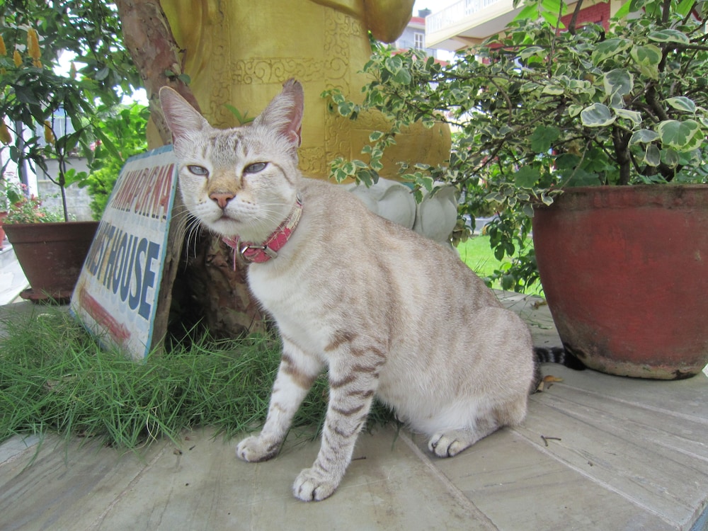 New Annapurna Guest House 32/54