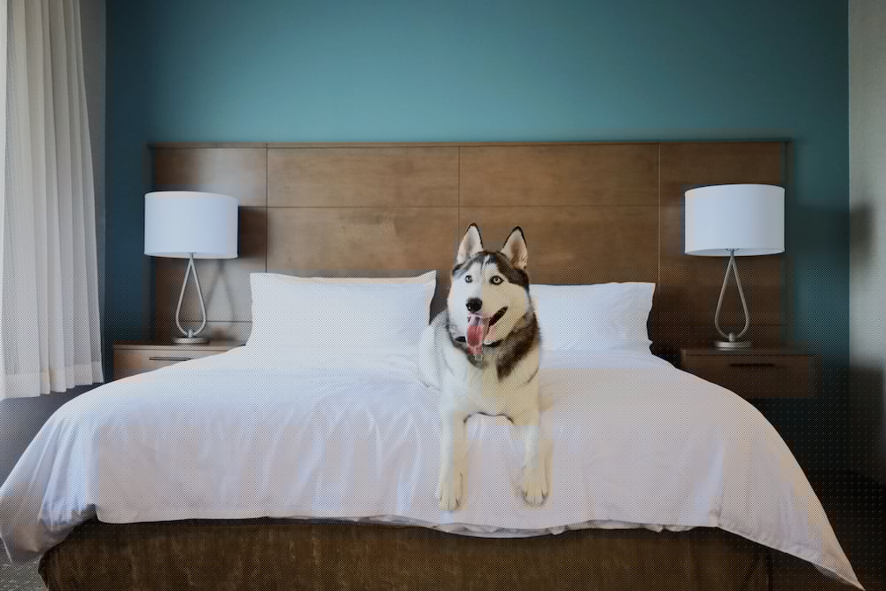 Staybridge Suites Waterloo - St. Jacobs Area 30/78