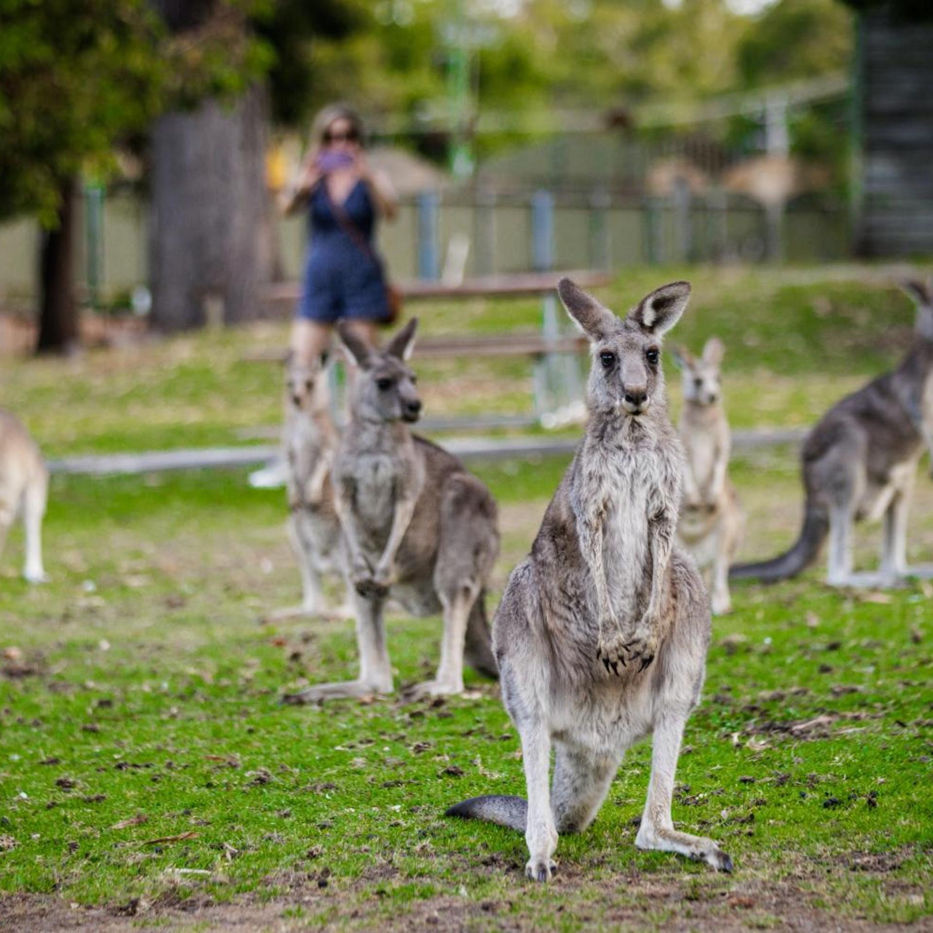 YHA Grampians Eco Halls Gap 46/63