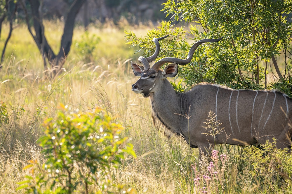 Ekuthuleni Lodge 28/50