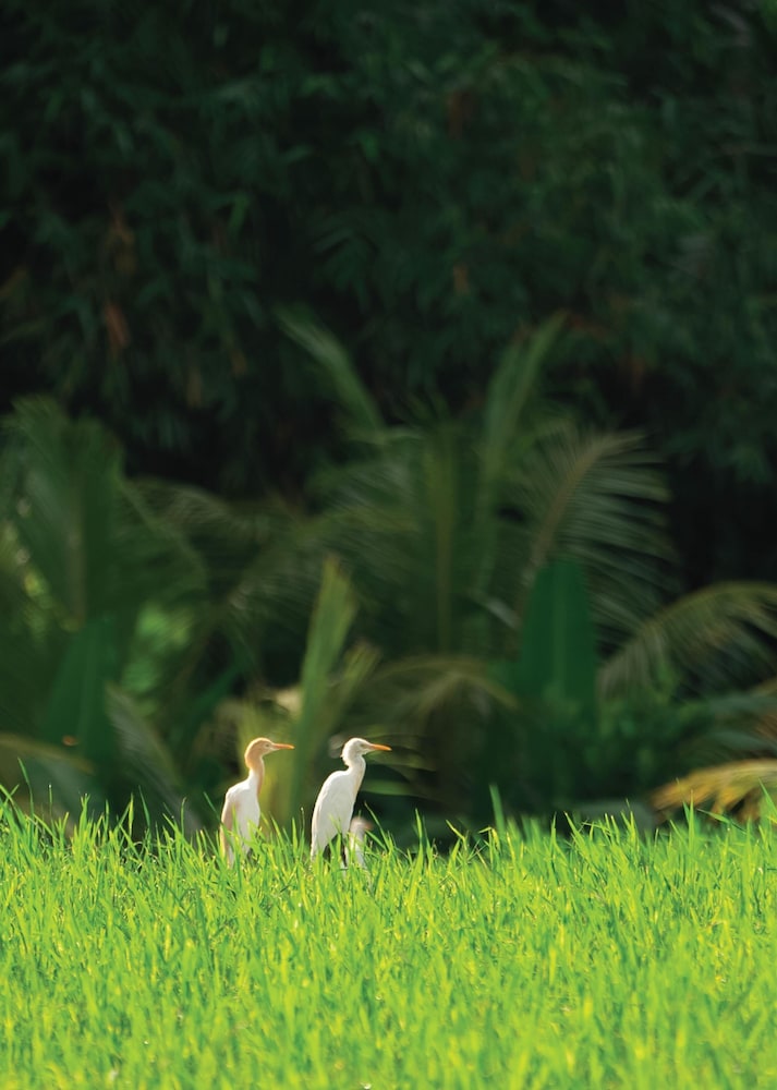 Alila Ubud 70/75