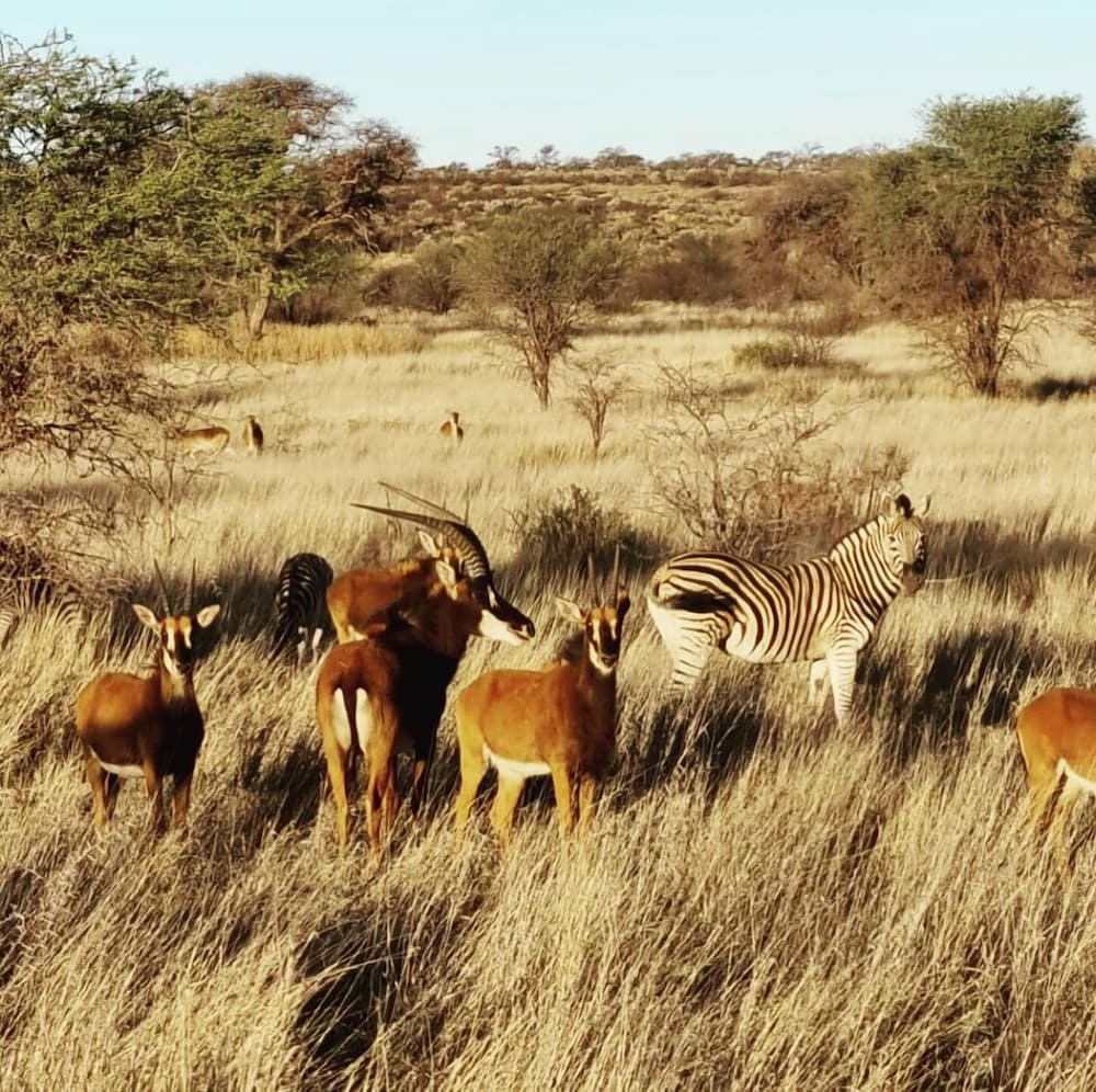 Gamagara Africa Private Nature Reserve 45/49